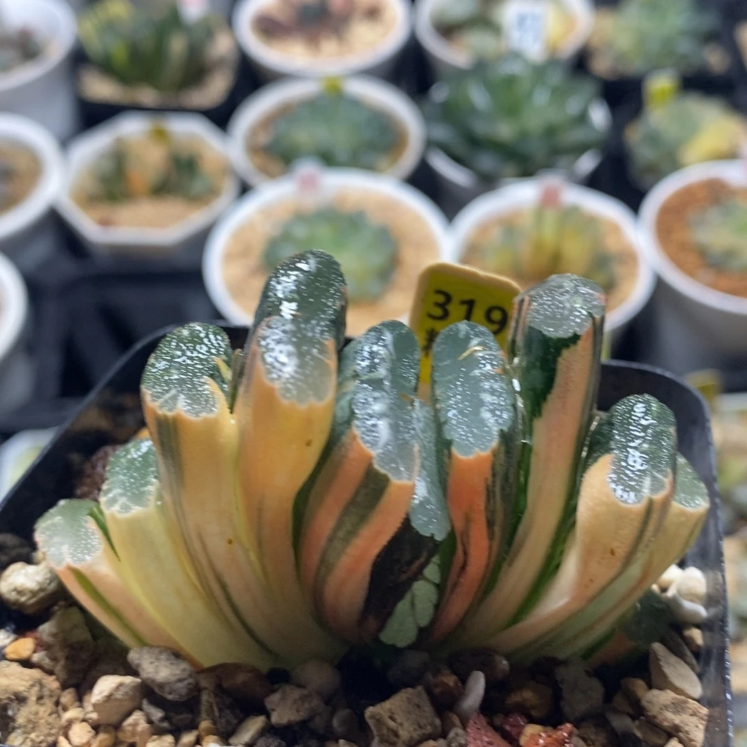 不开花植物319赤斑玉扇十二卷多肉