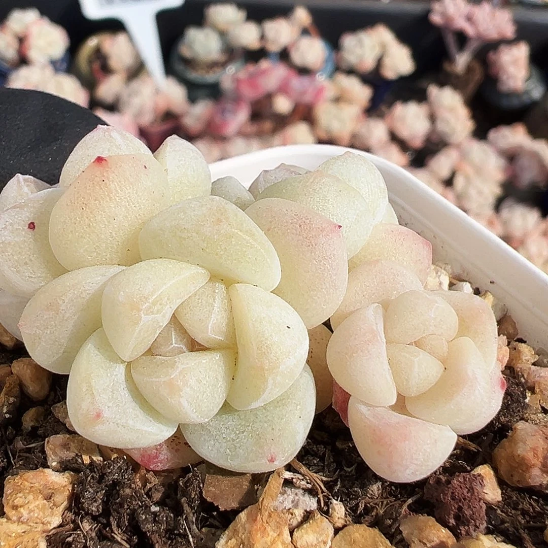 1282可爱的白底冰玉4头多肉