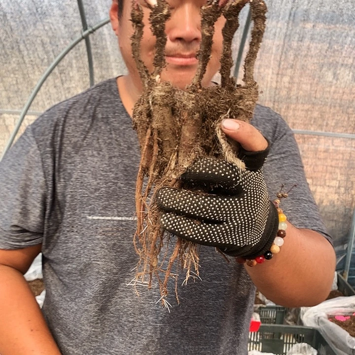 无花朵岛之藤嫁接幼苗