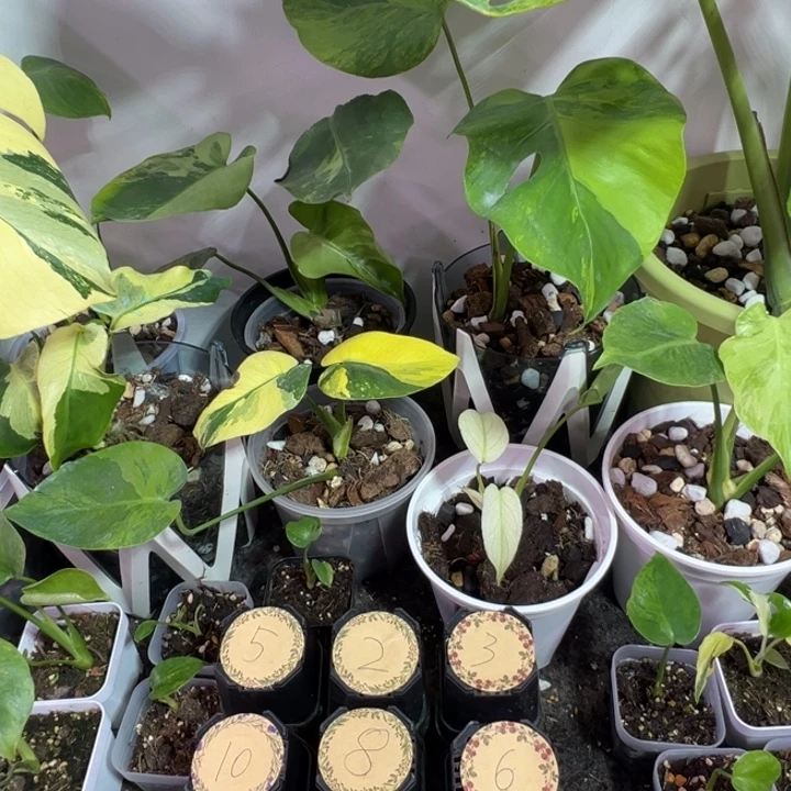 龍***神完全开放龟背竹种苗