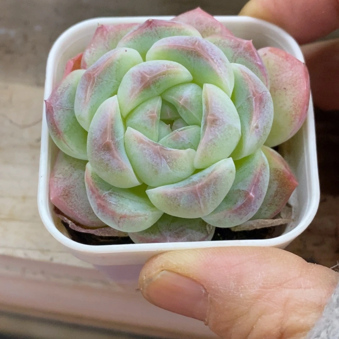 精品多肉一物一拍不包整289