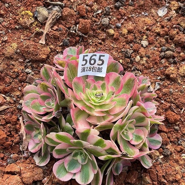 565倾城朵朵福利无根发货