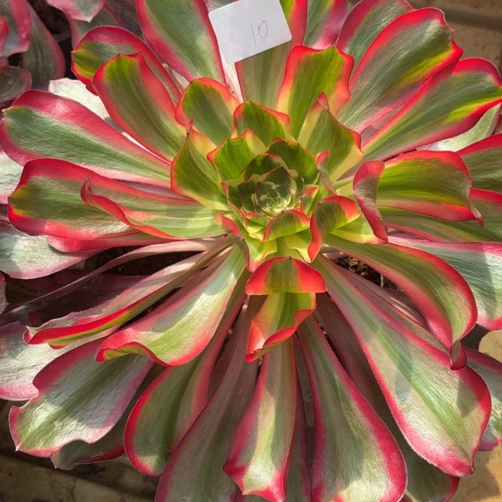 云南红魔女法师多肉10号