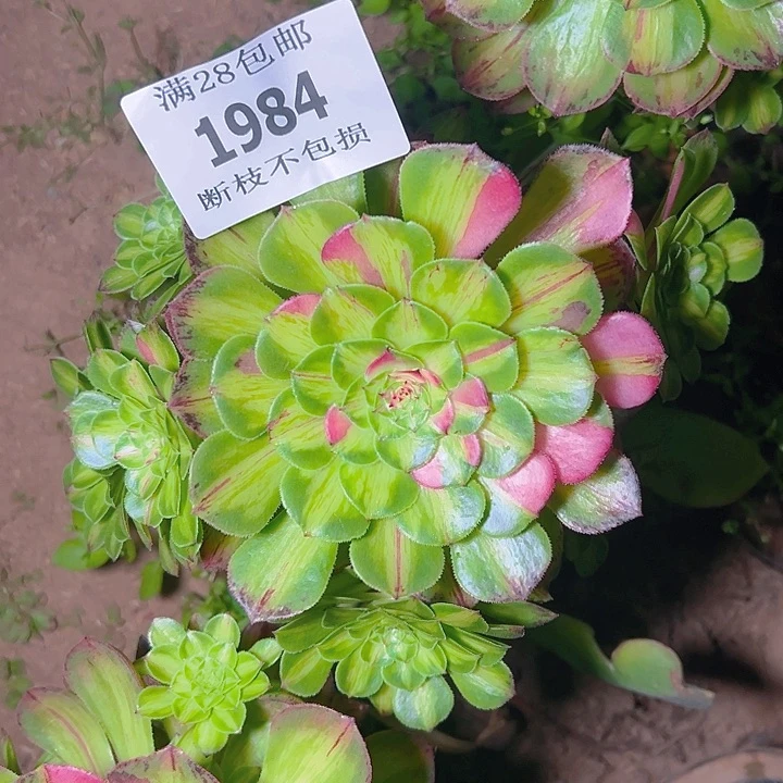 无花朵罗****1984无根知否多肉植物