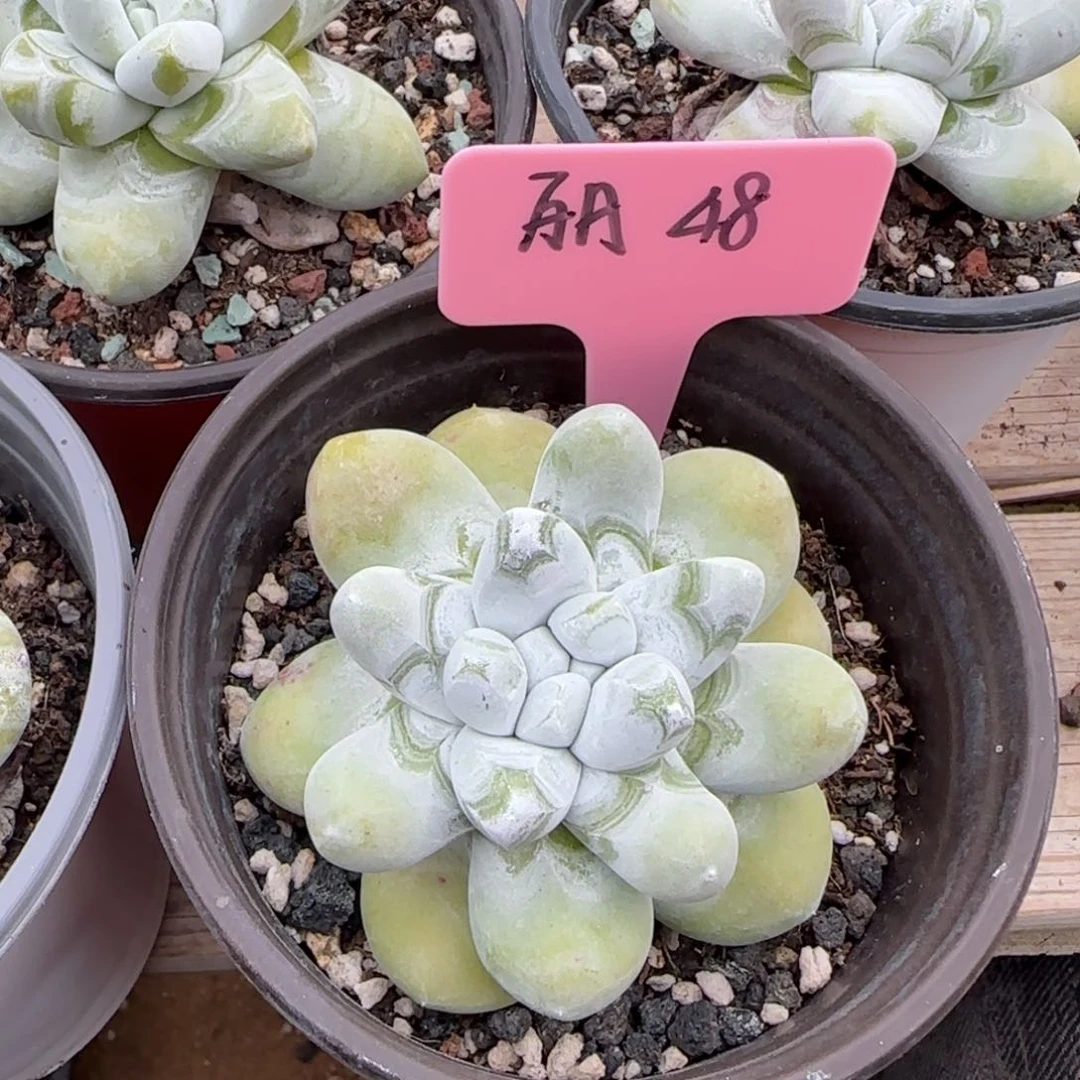 拇指仙女杯五十包邮