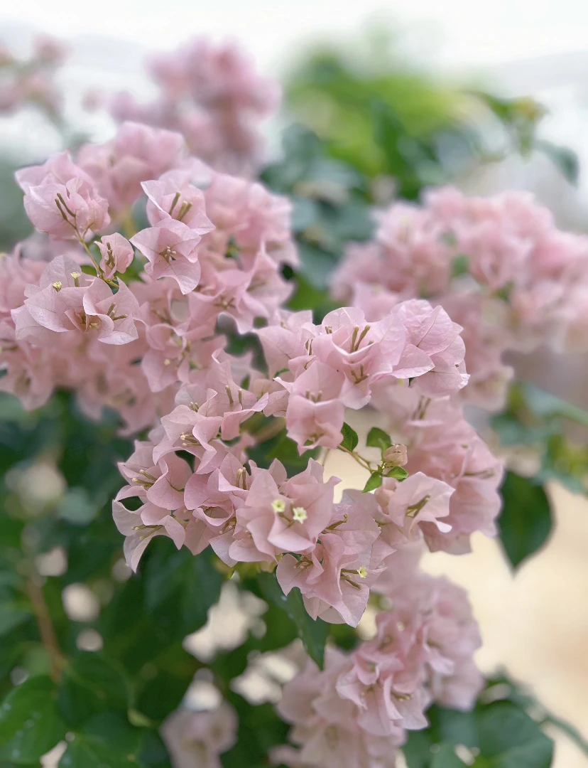 【暗斑丽人】原盆原土勤花爆花爬藤好养耐养