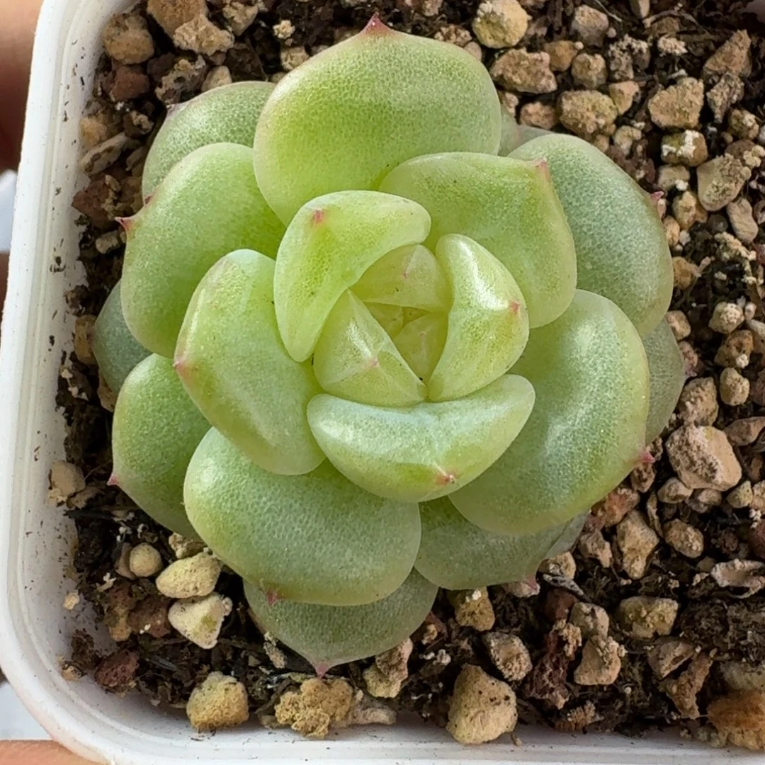 如图605优选麦芽70号一颗