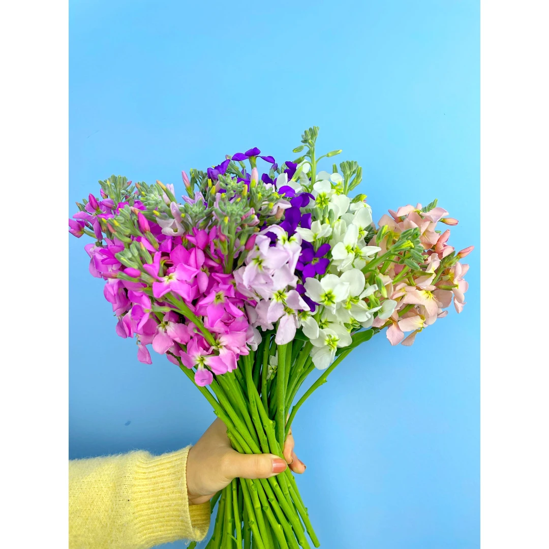 套餐04 吸色荷包蛋紫色小菊3支+吸色紫色单瓣紫罗兰一把