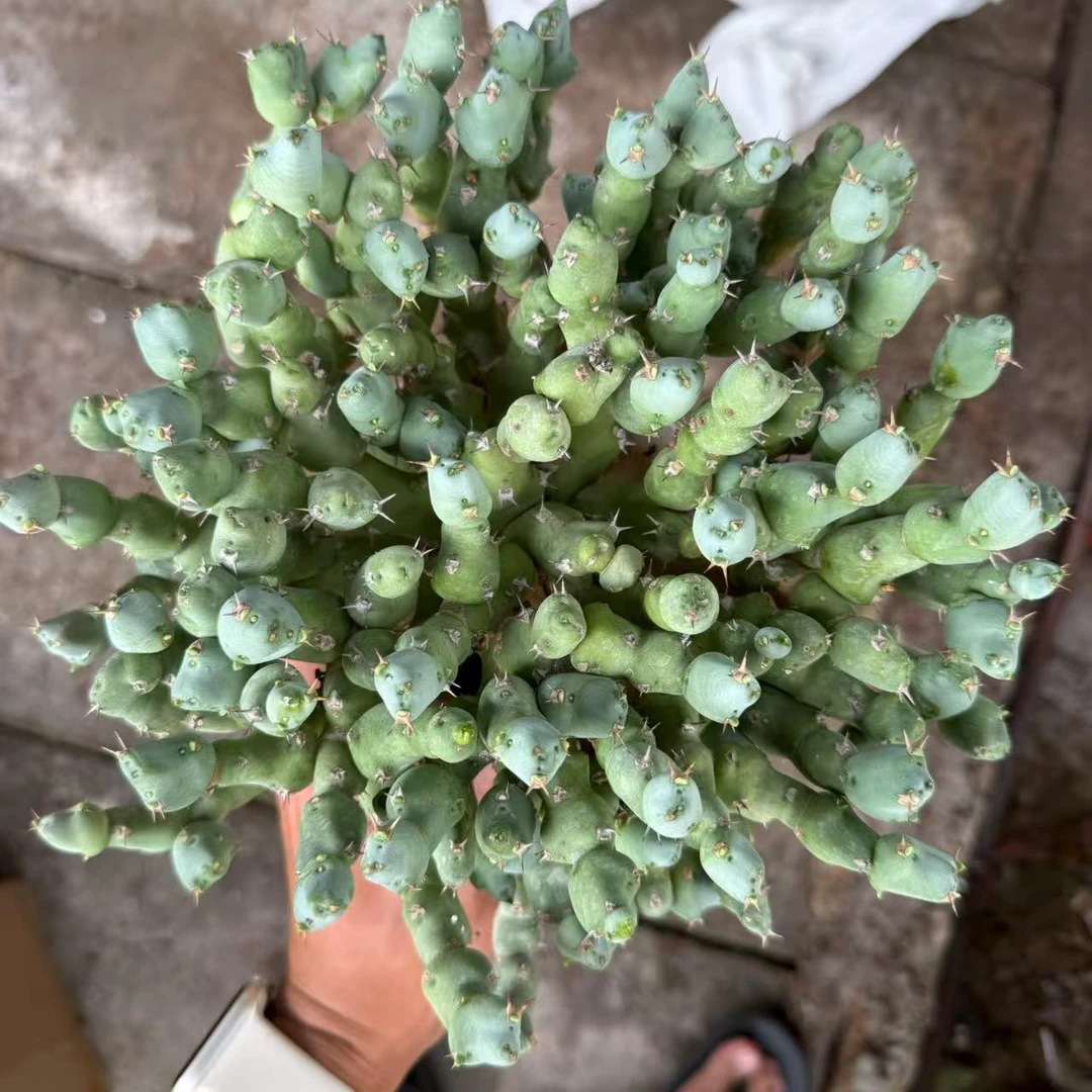 丘栖大戟冠幅18cm 仙人球夏型种绿植盆栽桌面阳台办公