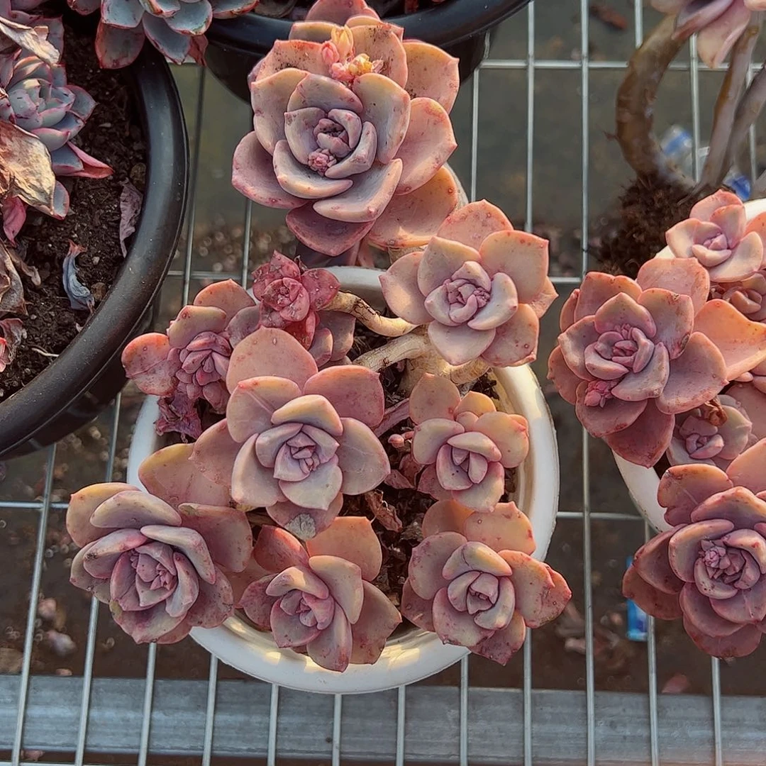 彩虹糖老桩大盆露养