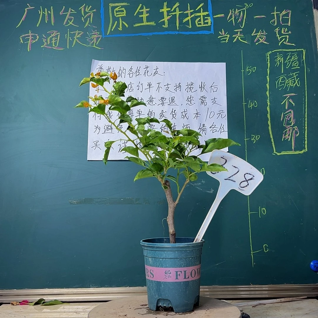 当前无花栽培后可以开花蒙娜丽莎黄328