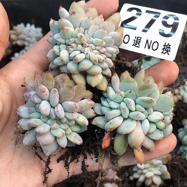 星影石榴籽福利出咯 279