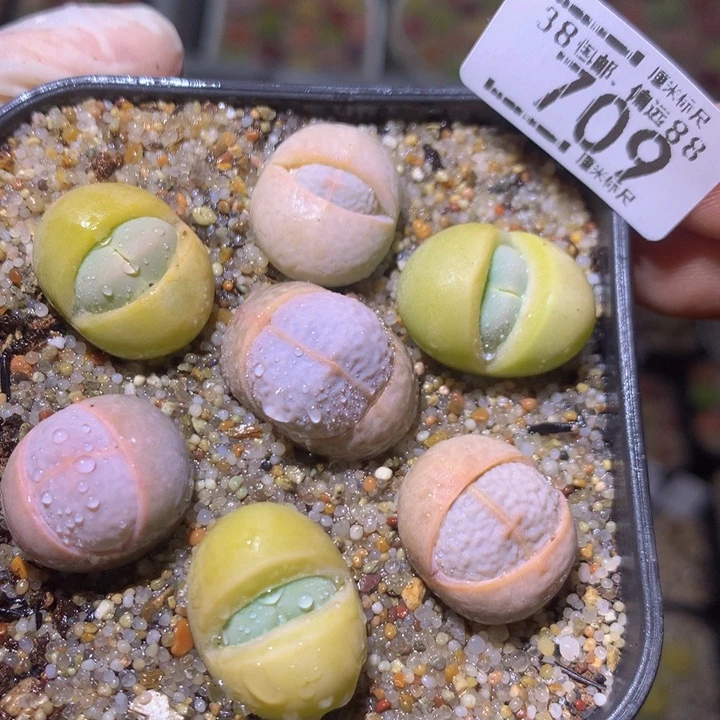 Sss精品生石花709
