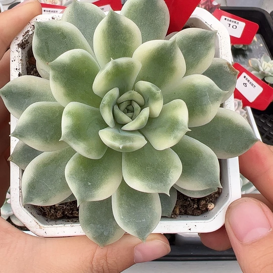 14号艾丽卡锦多肉植物