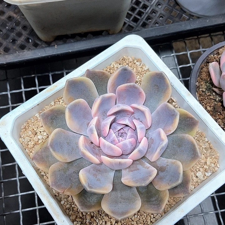 汉堡锦多肉多肉植物