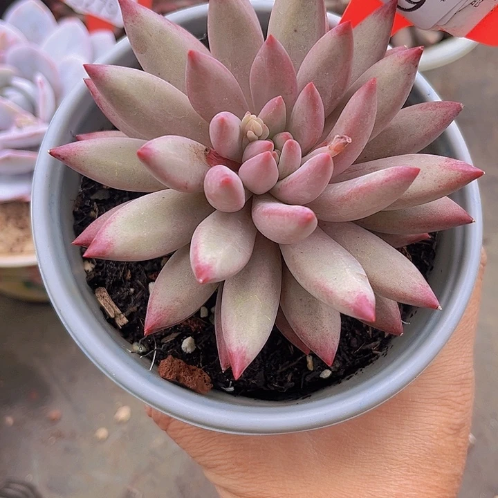 黄**?8289虞美人。           