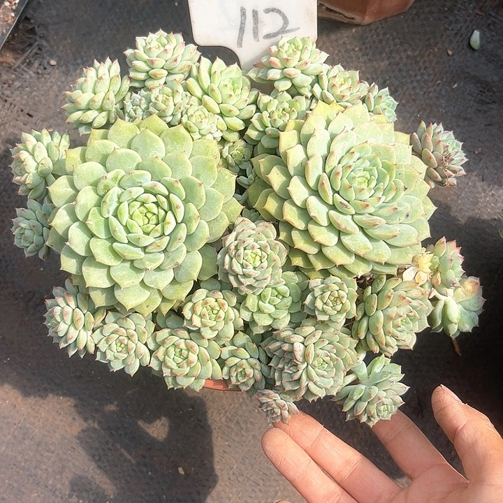 爱***狐112散群晨语多肉，一物一拍