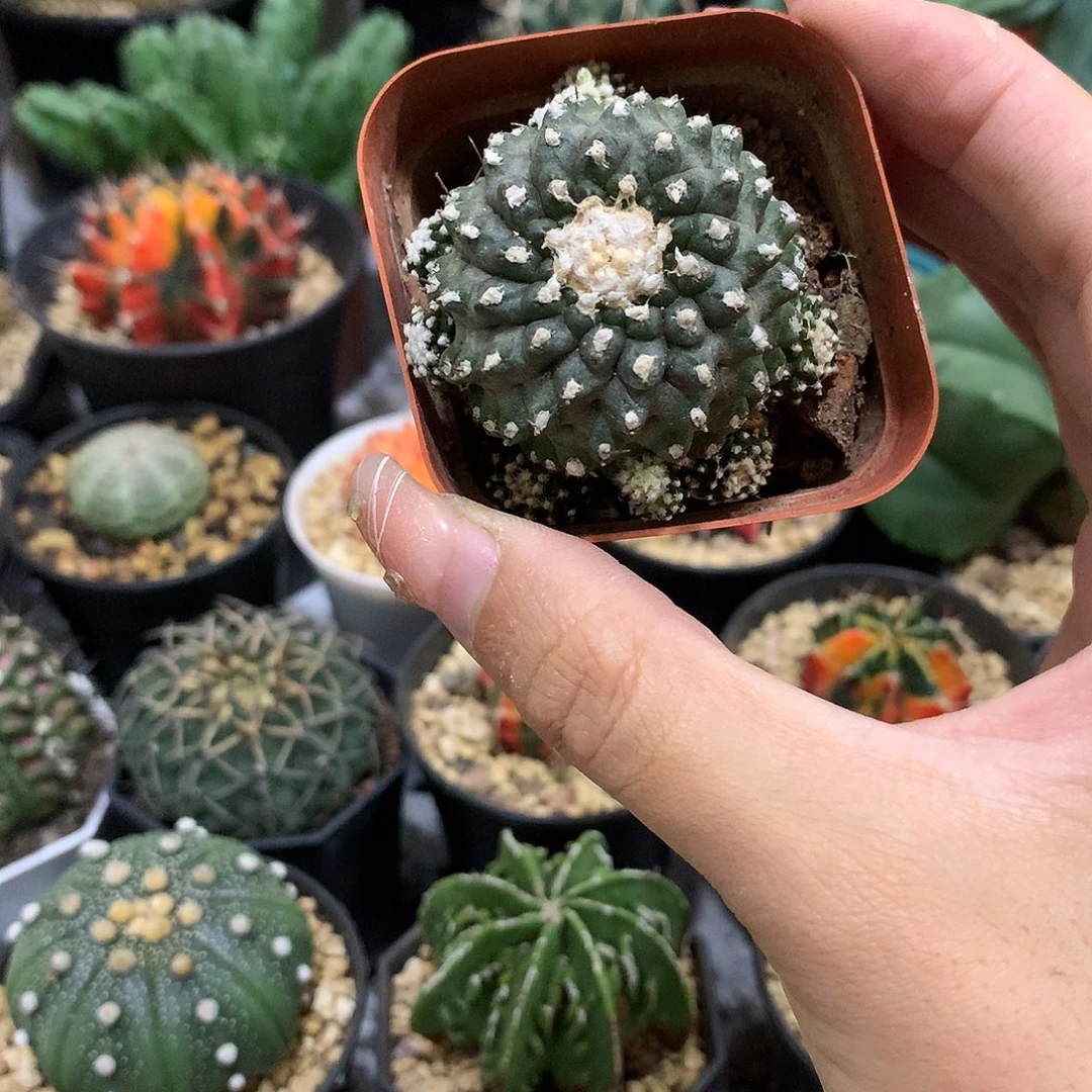 当前无花栽培后可以开花墨蝶仙人球