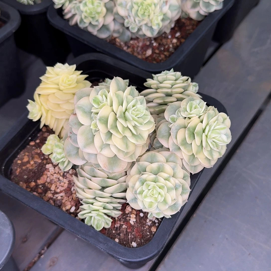 从前慢花园多肉编号大群蜡牡丹锦