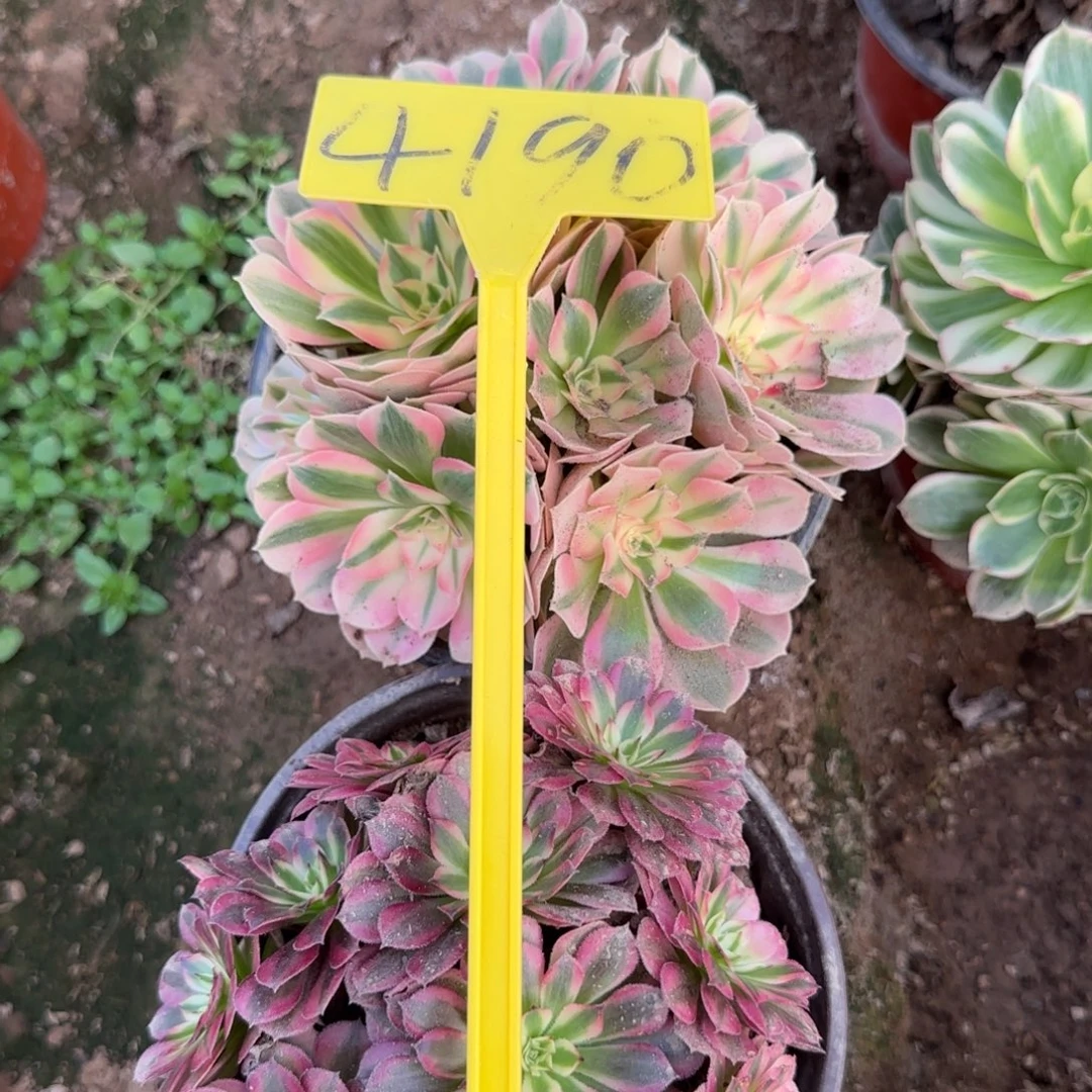 4190+组合多头多肉