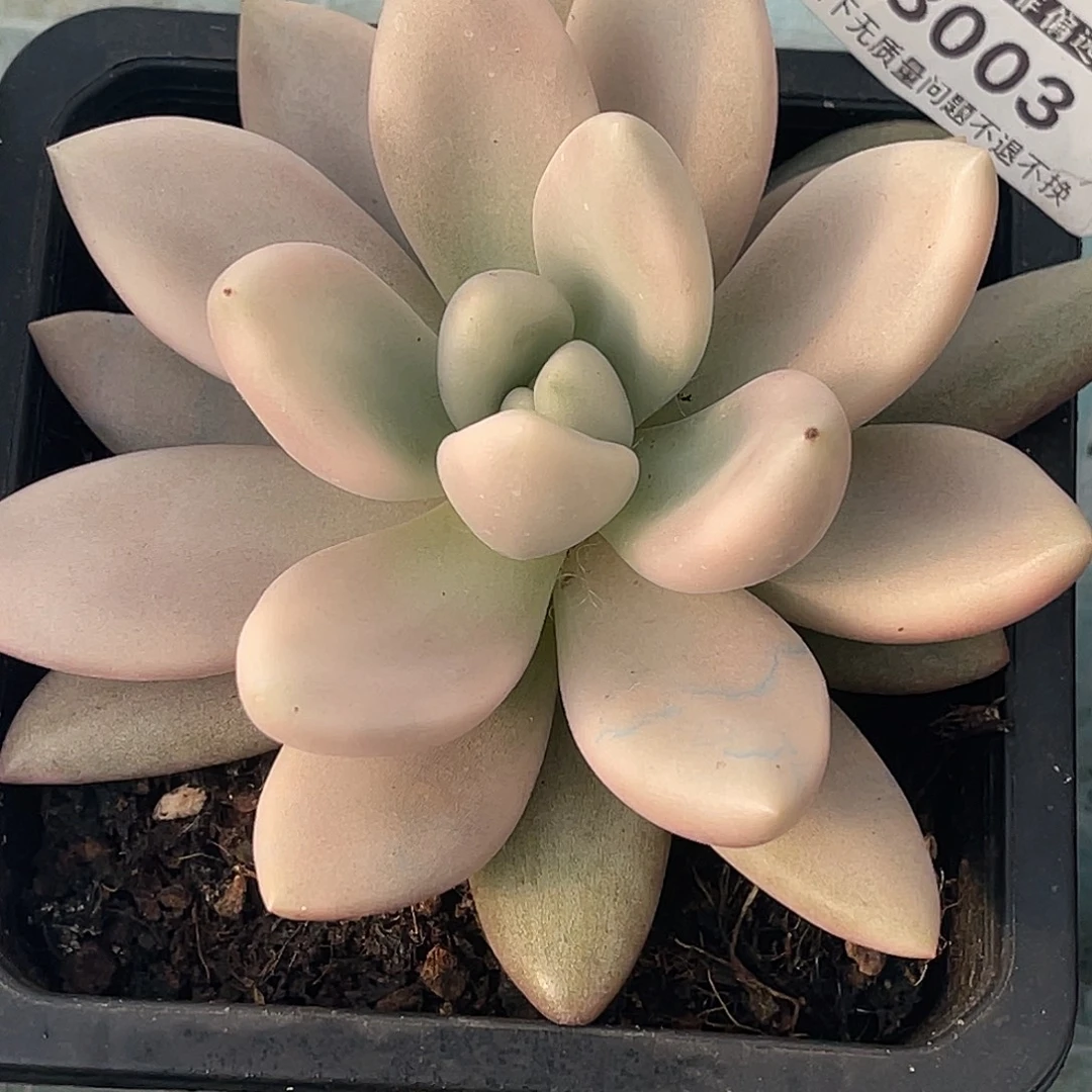 尚品园艺福利锦8003