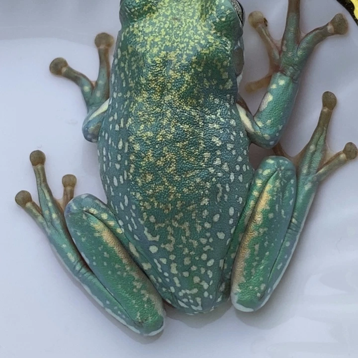 老爷树蛙24h蓝子代16号荧光蓝