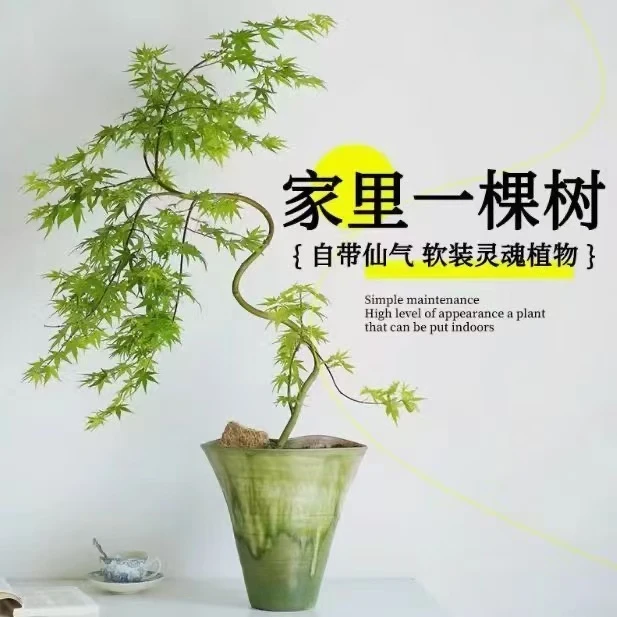 流泉枫盆栽红枫树四季红黄金流泉枫羽毛枫造型园林户外庭院花园