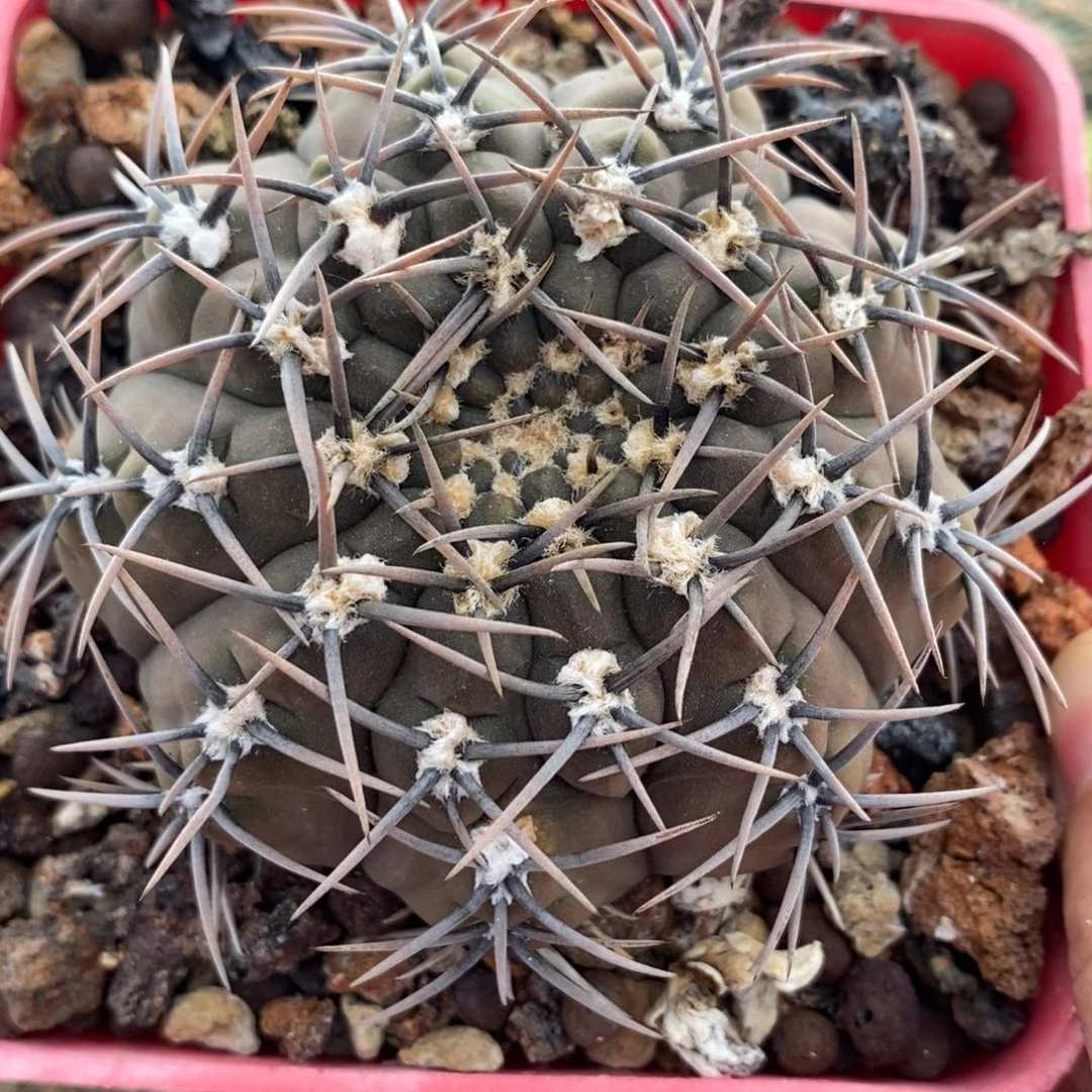 针冠龙植播园艺优选