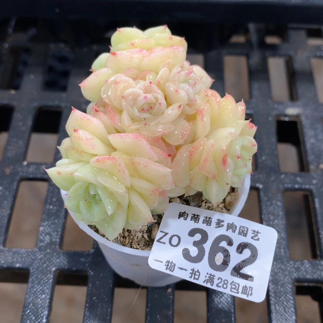 肉萌萌拇指盆精控多肉ZO362