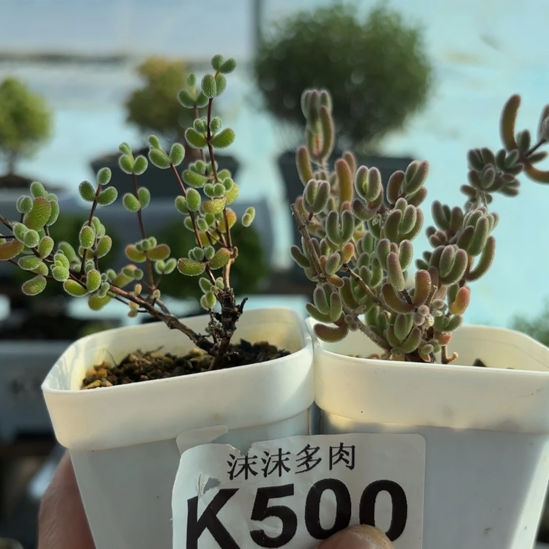 500翡翠和红叶组合