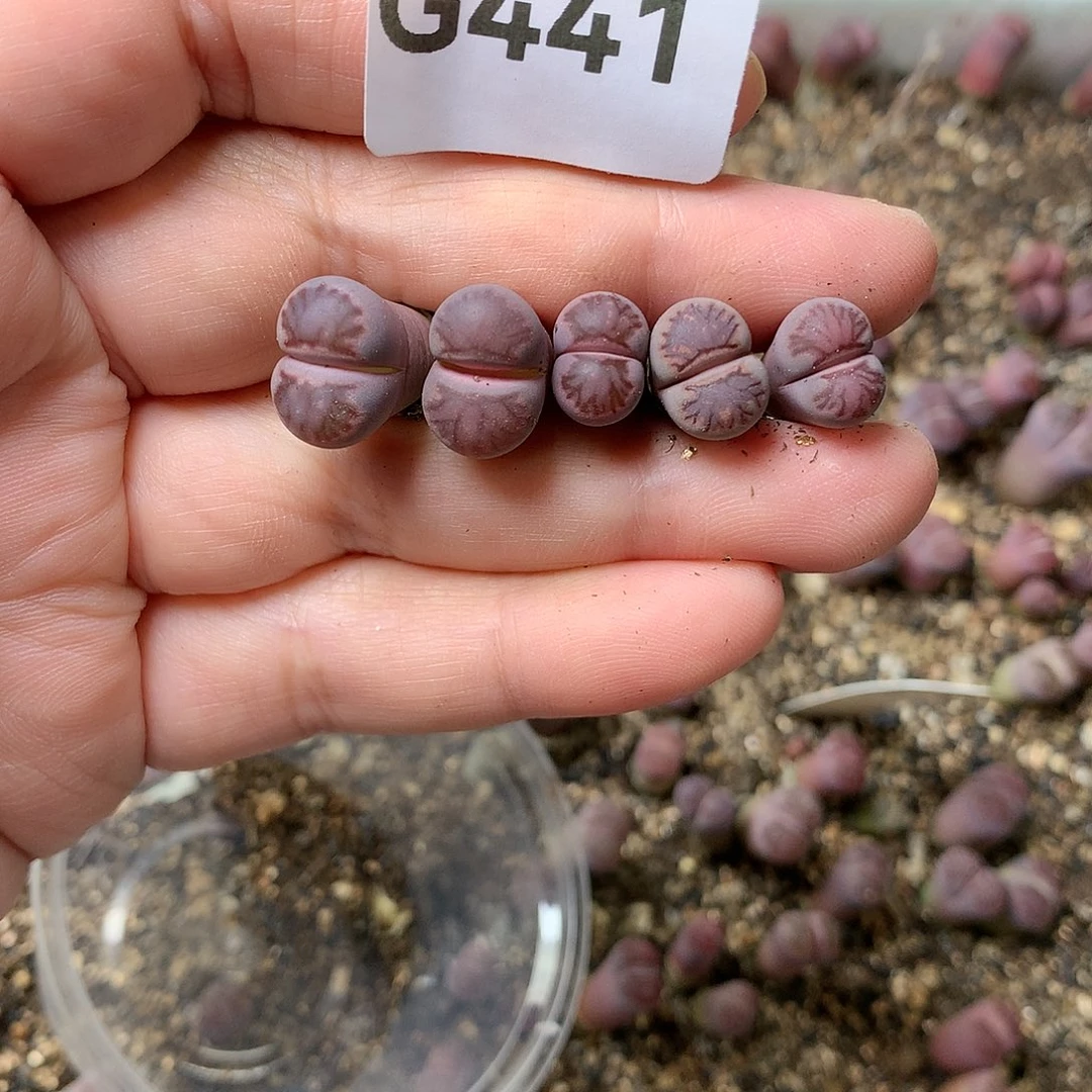 晚***庭G441多肉植物保护研究所