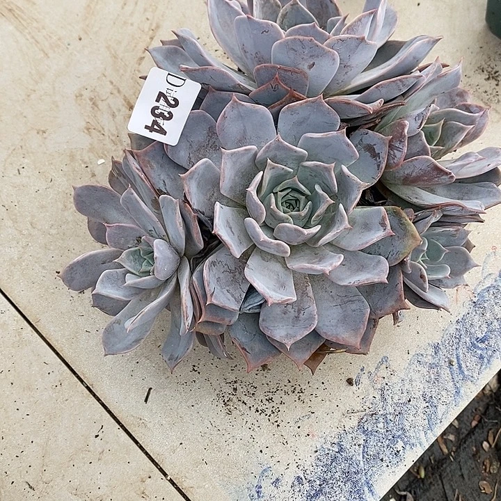 L***c234露西娜多肉植物多肉