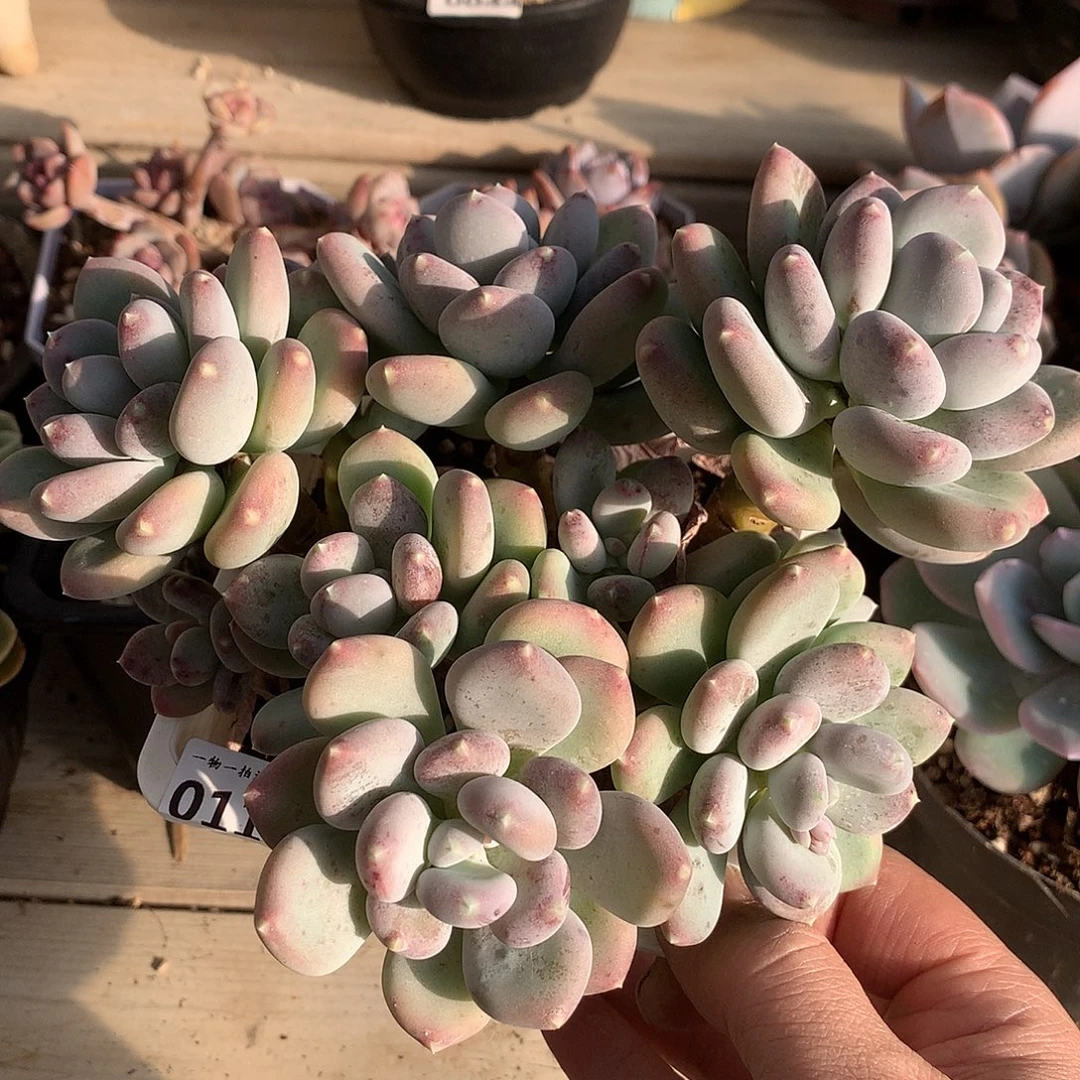 119咖啡美人多肉一颗18厘米