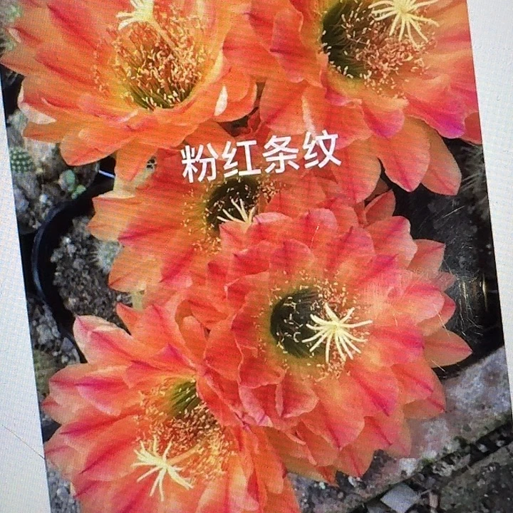 粉红条纹侧芽5公分左右毛花柱（20包邮）