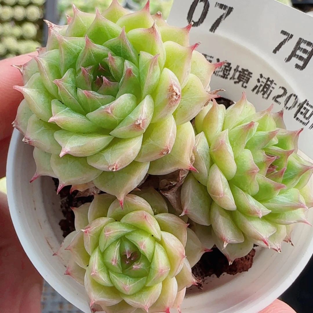 花语逸镜0717-07麦女