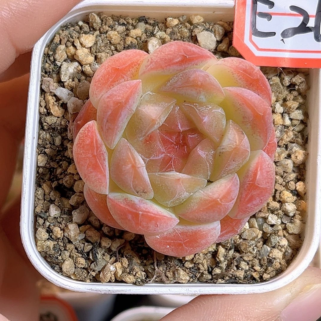 E263一物一拍 晚星