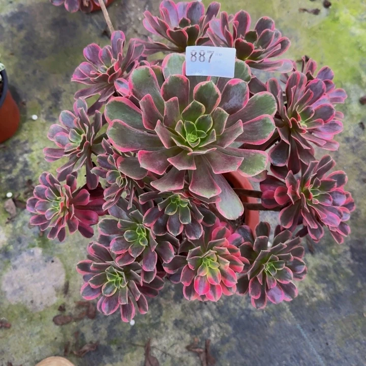00000000887玫瑰花脸