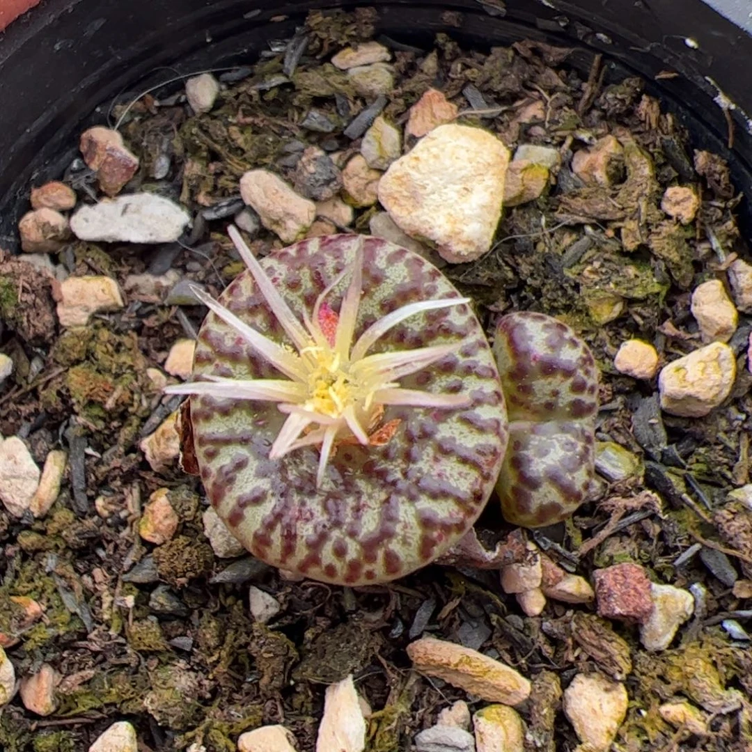 0133号安贞 多肉植物