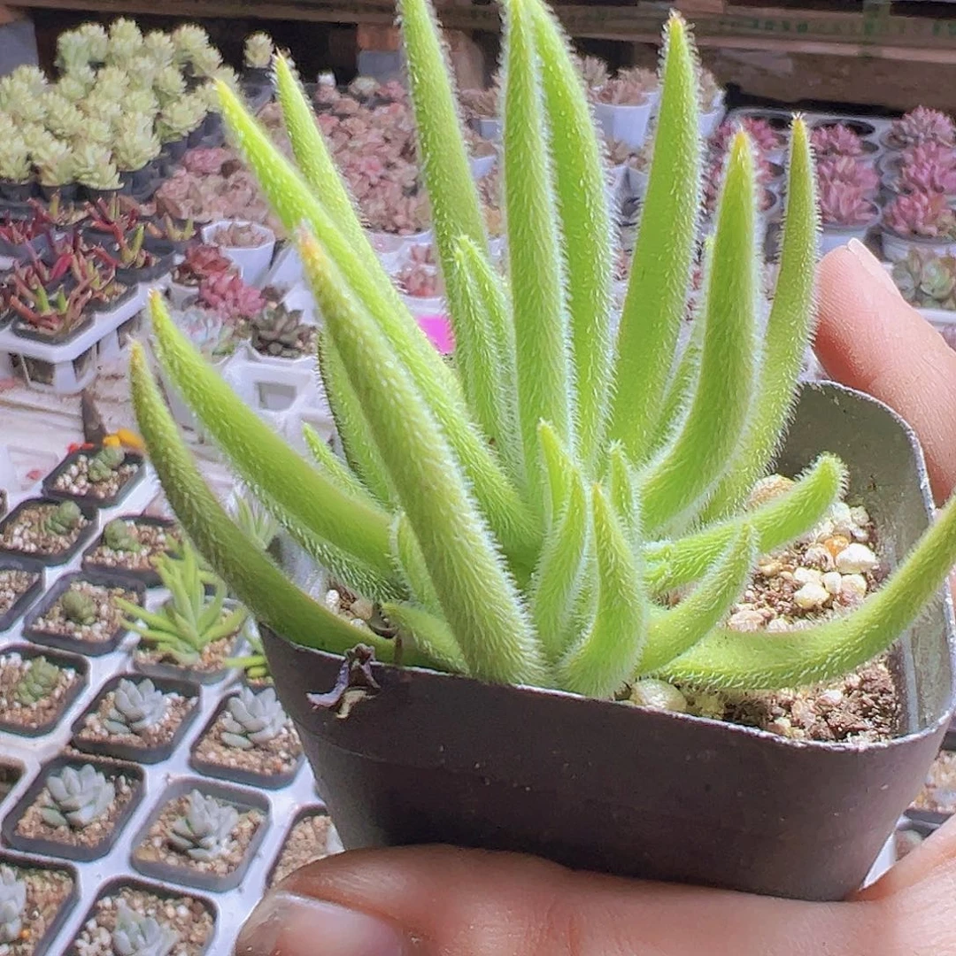 银狐拓土发货19包邮
