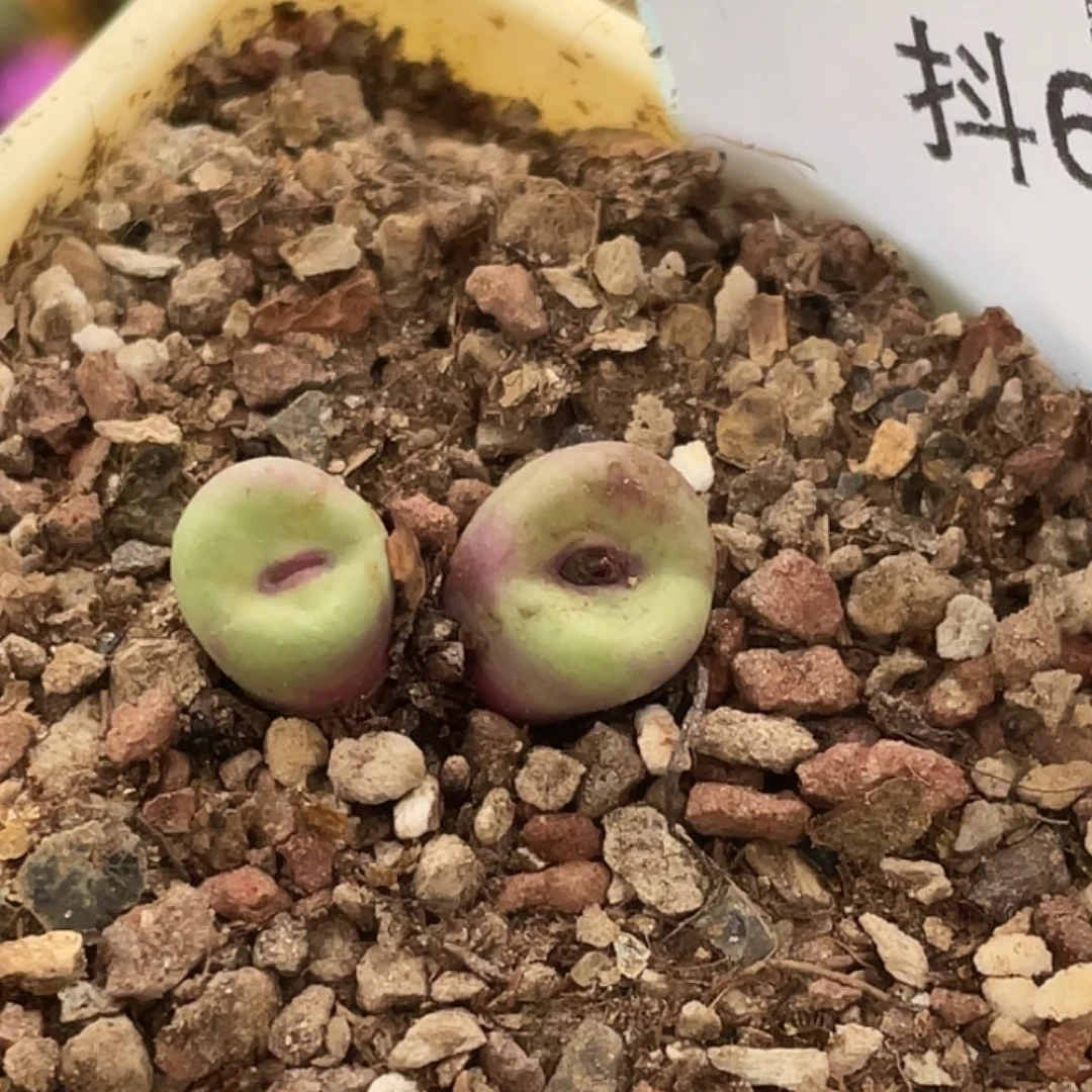 6-15嘴多肉植物肉锥