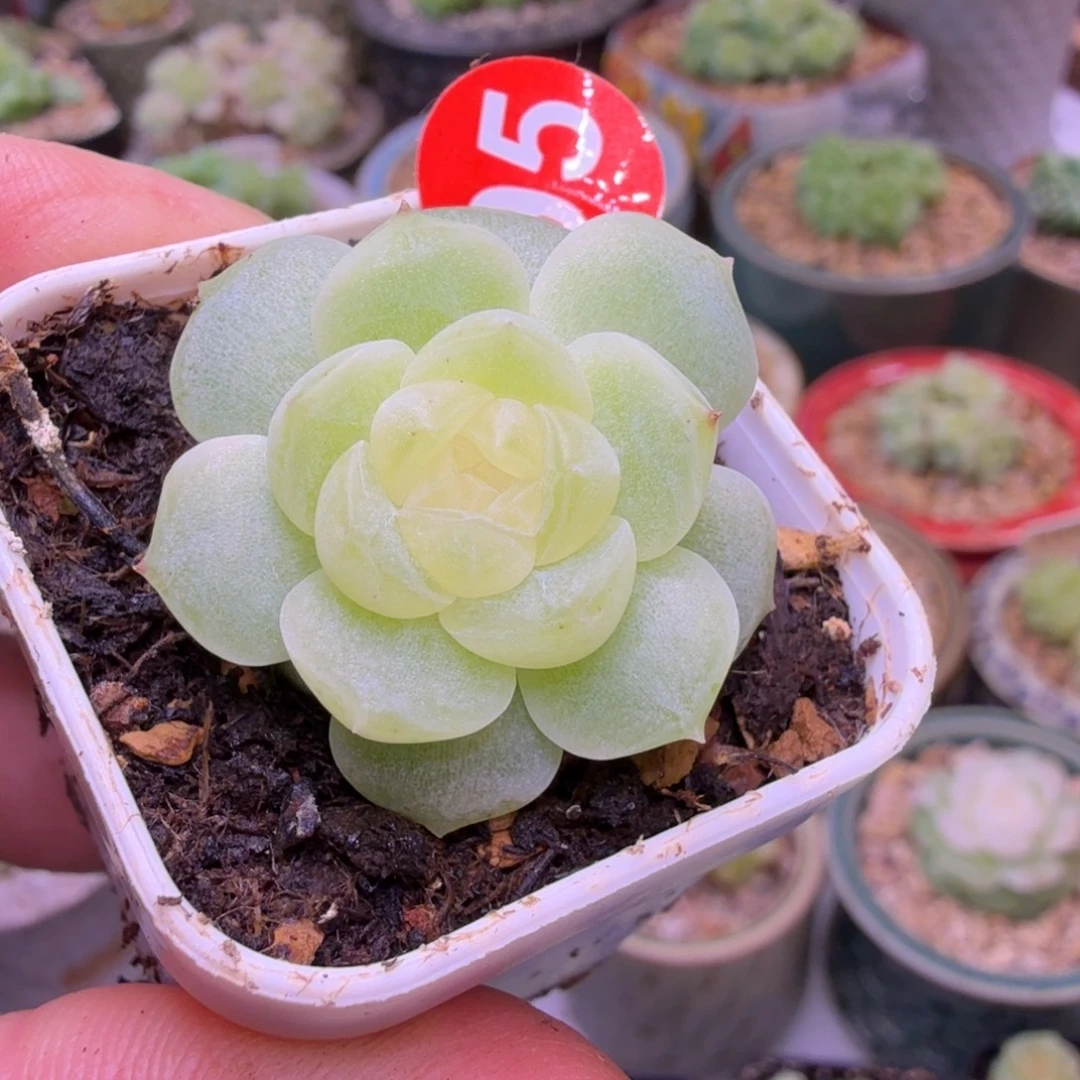 95号玉镜一物一拍