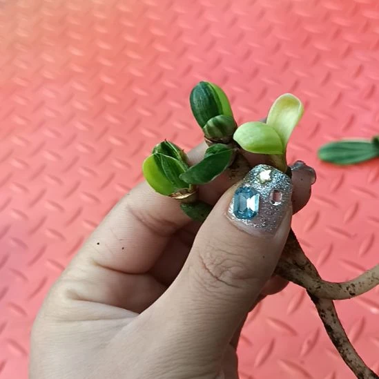 果****爹特色花卉君子兰小苗