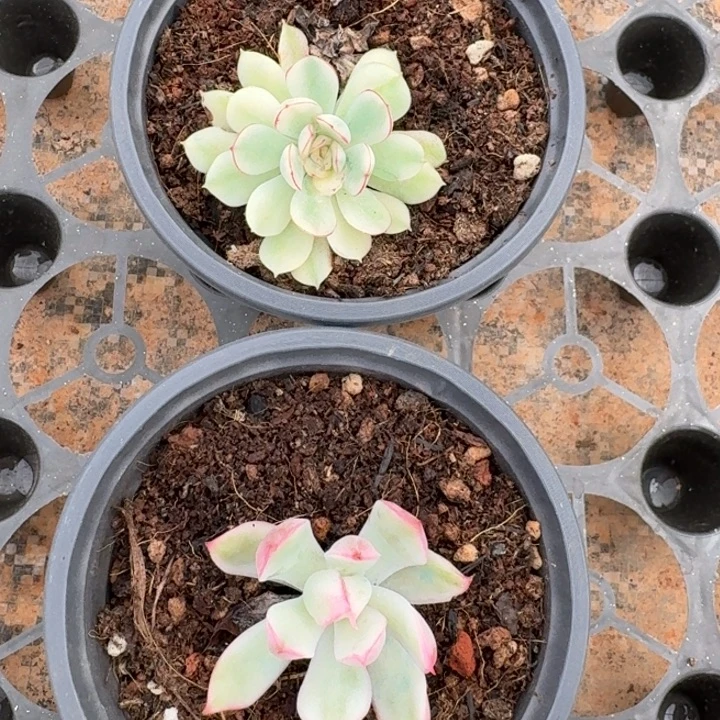 一组价格一物一拍