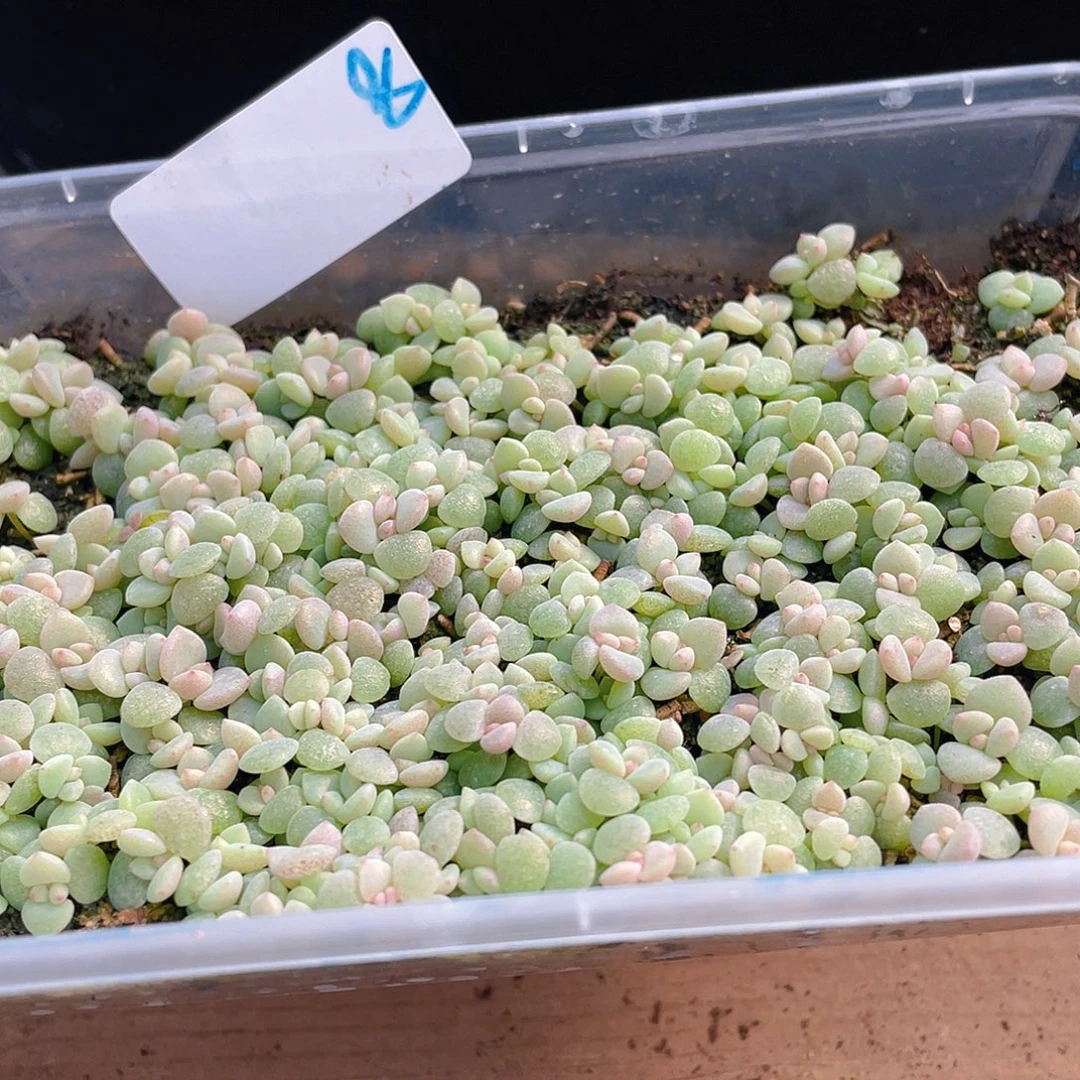 缘***艺多肉植物多肉植物8