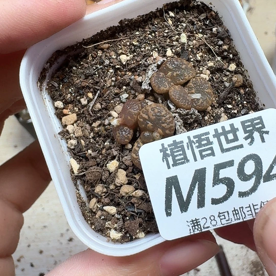 多肉植物的润泽额分