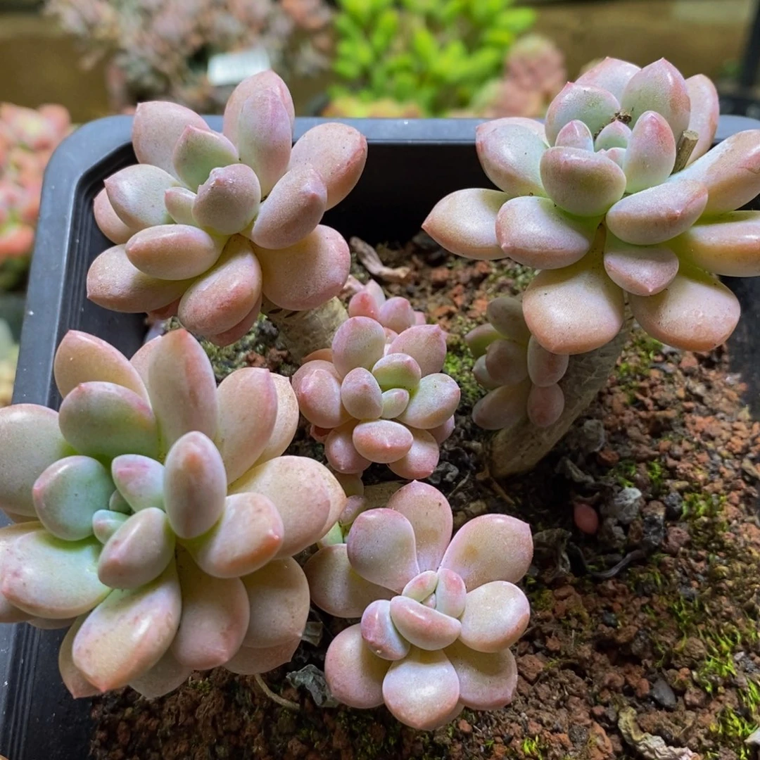 913白鹭8cm多植物