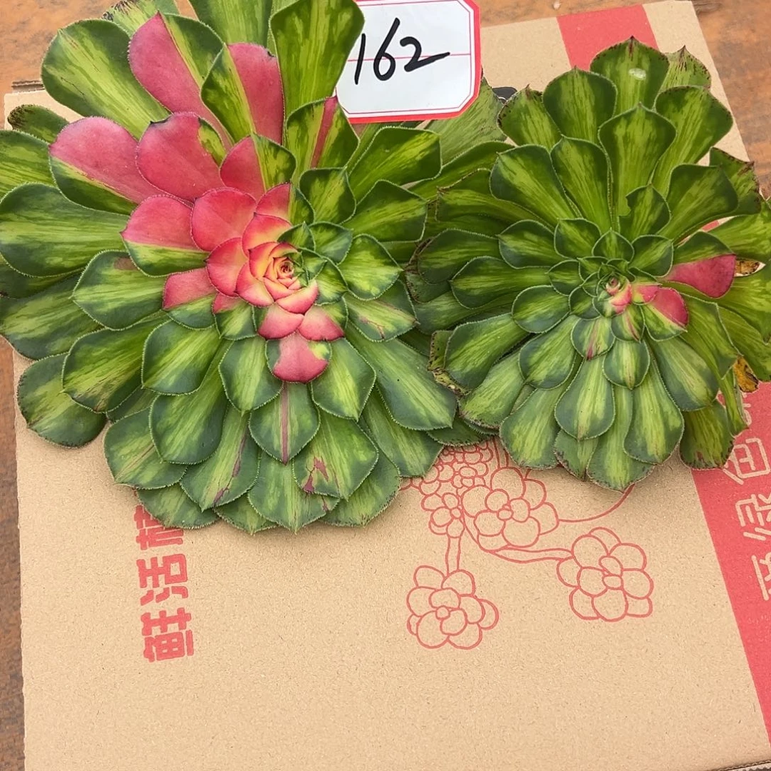 精品多肉植物162砍头