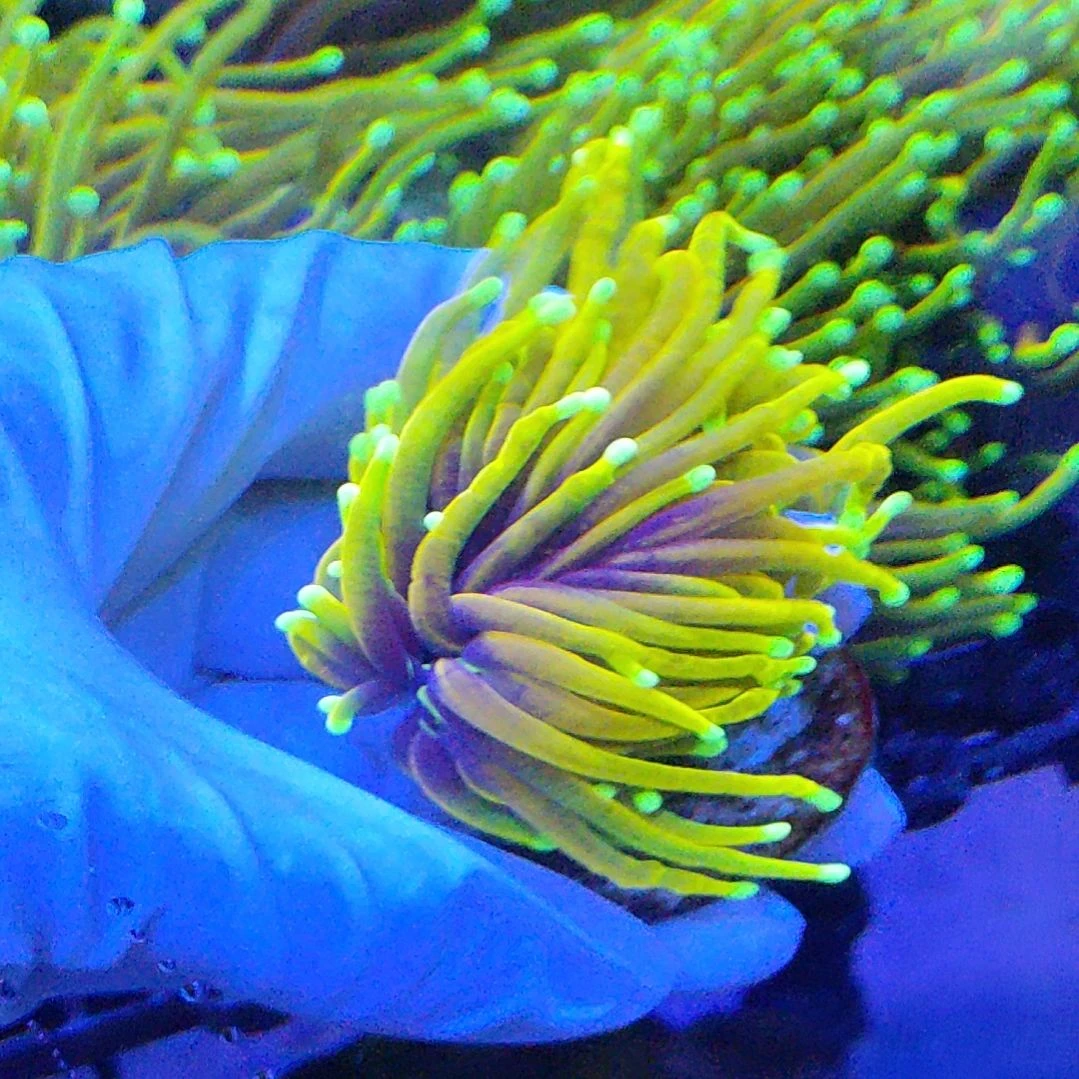 智海海洋珊瑚 不支持退货不包邮