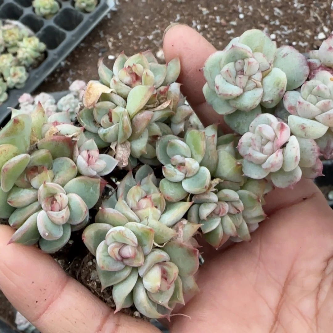 你***！多肉小卡拉米糖心一物一拍