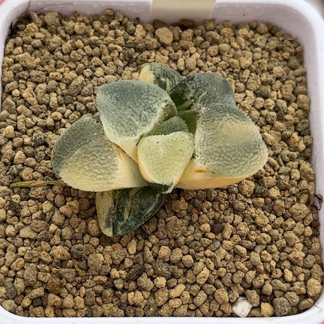 472冰钻锦福利专场